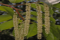 Homalium zeylanicum